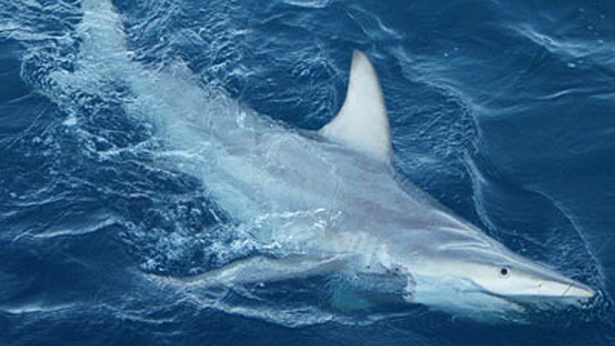 hybrid shark.jpg